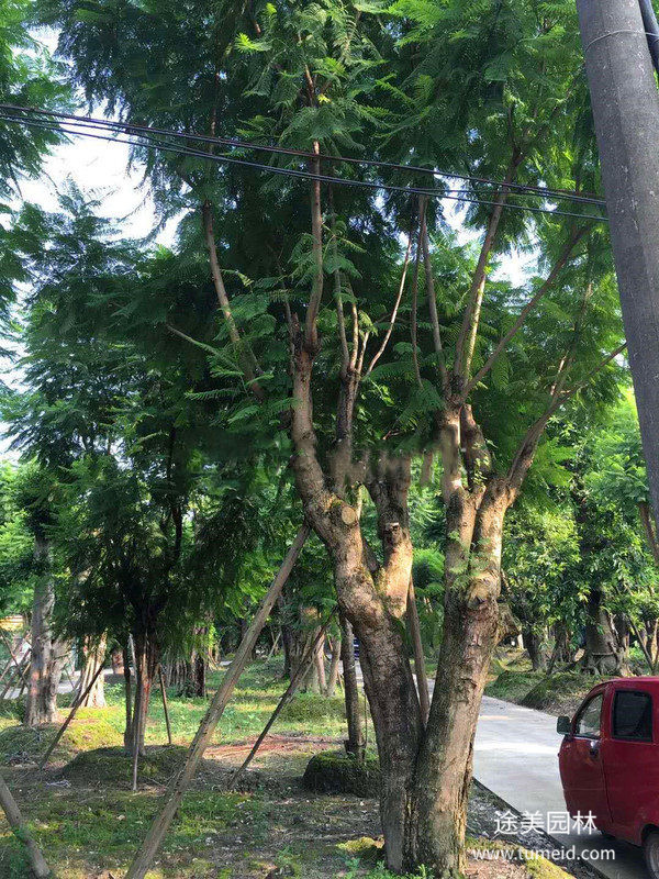 藍(lán)花楹圖片