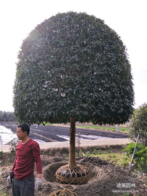 桂花樹(shù)圖片