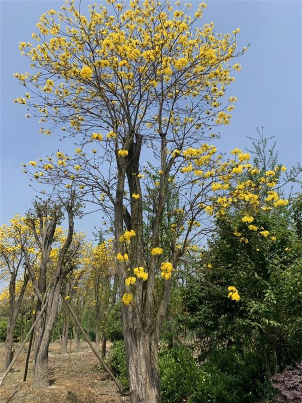 黃花風鈴木圖片