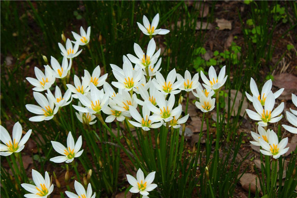 多年開(kāi)花的草本花卉有哪些？