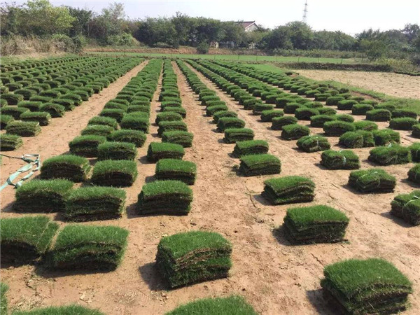 馬尼拉草坪基地實(shí)拍圖片