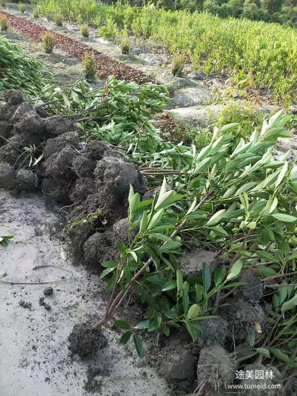 法國(guó)冬青和龜甲冬青有什么不同