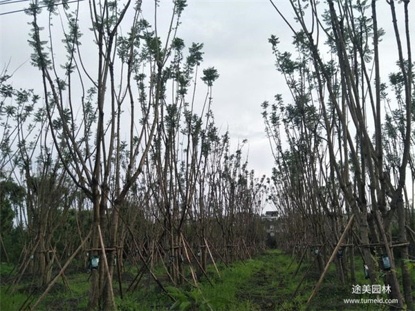 四川哪有種植批發(fā)彩葉樹的基地？