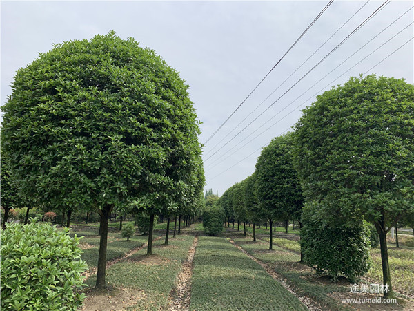 成都桂花樹基地實(shí)拍圖片