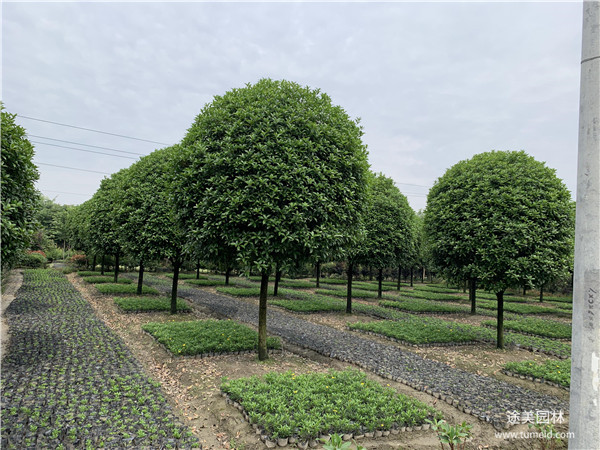 成都桂花樹(shù)基地實(shí)拍