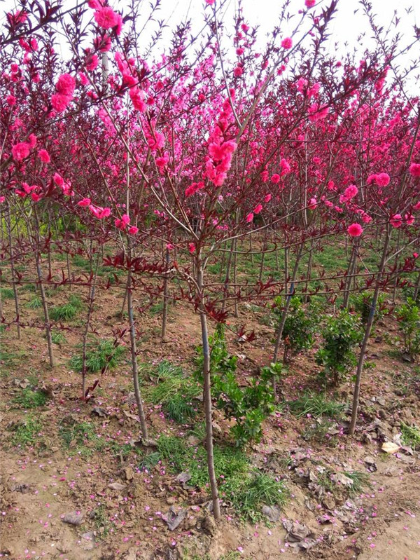 碧桃6月份可以種植嗎？