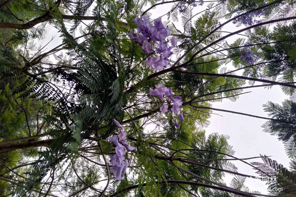 藍(lán)花楹和叢生藍(lán)花楹有什么區(qū)別？