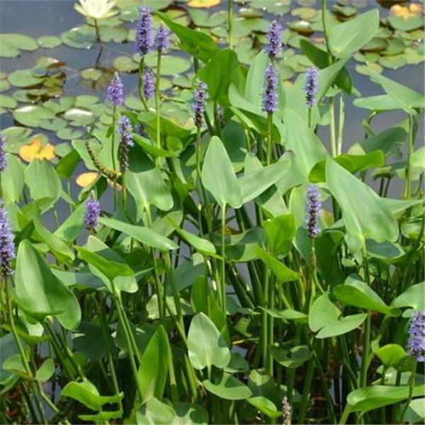 梭魚(yú)草水生植物實(shí)拍