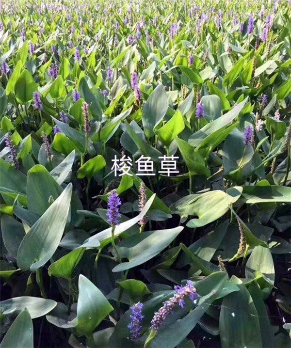 梭魚(yú)草水生植物實(shí)拍